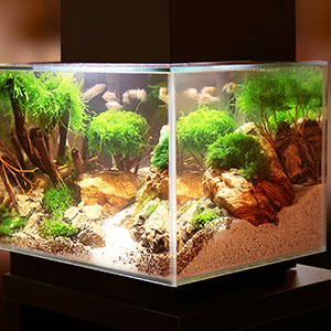 Aquariums using Silica Quartz Sand